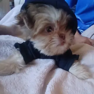 Perritos Shih Tzu