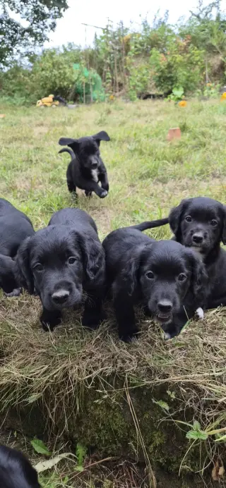 Adorable Black Labrador Puppies for Sale