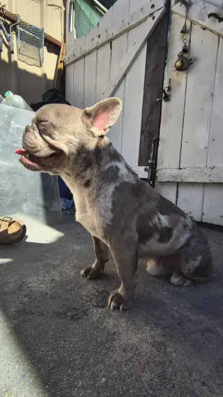 Frenchie macho