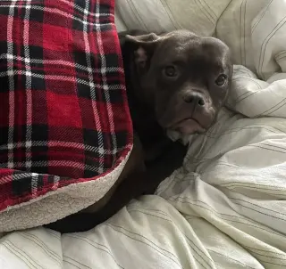 Regalo una perrita es gratis