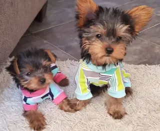 Tenemos 2 cachorros disponible
