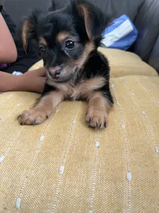 Perro Pequeño Adorable en Adopción