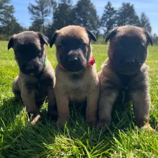 Belgian puppies for sale