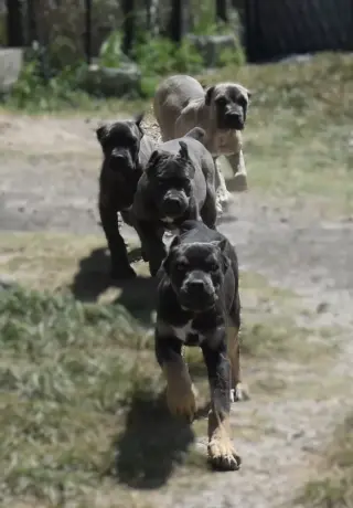 Cachorros de Cane Corso registrados