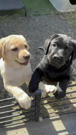 Cachorros de Labrador Retriever Amarillos Disponibles