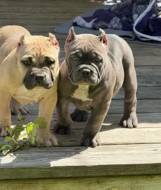 Adorable Cachorros Pitbull