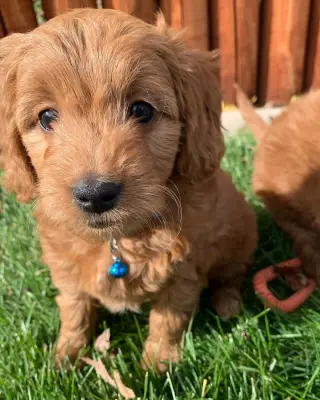 Adorables Cachorros en Adopción