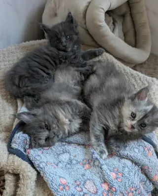 4 gatitos Maine Coon con pedigrí TICA
