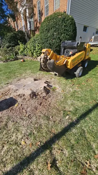 Tree Services
