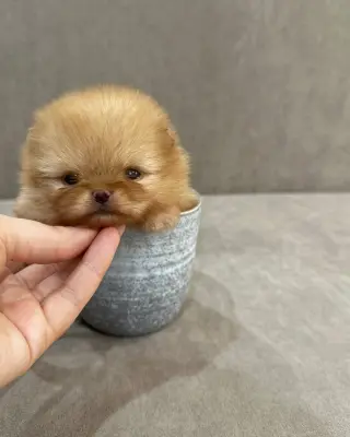 Adorable Cachorro Pomerania en Venta