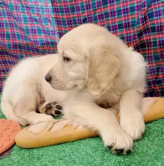 Golden Retriever Macho 6352 *En Venta*