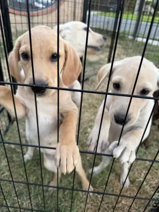 Labrador Retriever Puppys