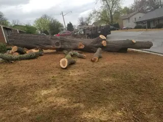 Francisco's Tree Services