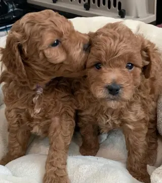 Our F1B Mini and Medium Goldendoodle puppies