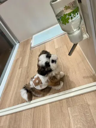 Perrito Adorable con Juguetes en Venta