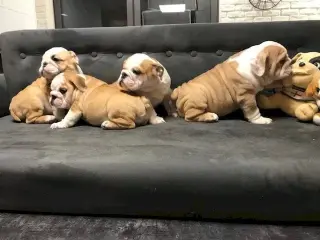 Adorables Cachorros Bulldog Inglés en Venta