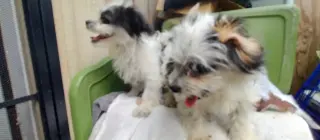 Mini Poodle y Terrier