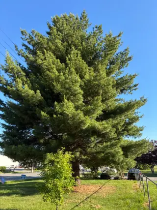 Benigno Perez Tree Services