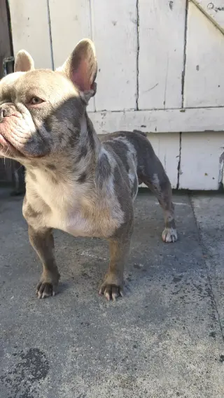 Frenchie macho