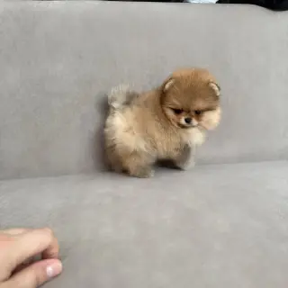 Adorable Cachorro Pomerania en Venta