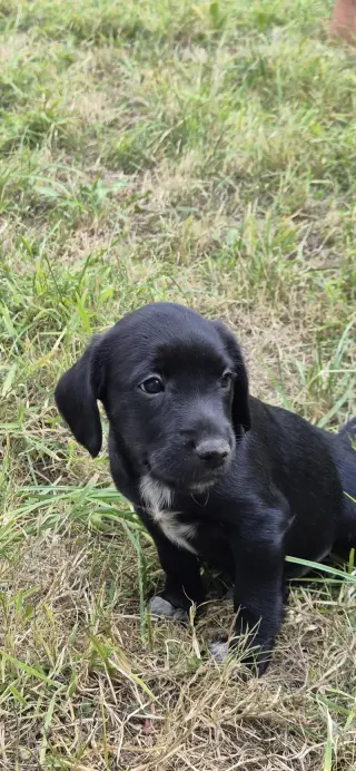 Adorable Black Labrador Puppies for Sale