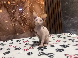 Unos Gatos Lindos Sphynxs