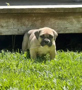 Adorable Cachorros Pitbull