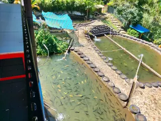 TRUCHERA LA CHORRERA BARBOSA
