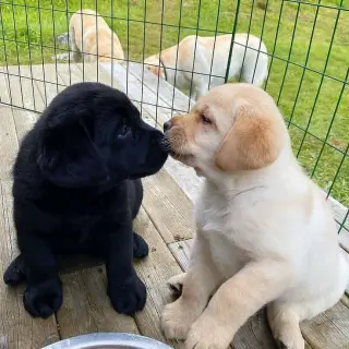Cachorros de Labrador Retriever Amarillos Disponibles