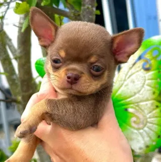 Hermoso Cachorro Chihuahua en Venta