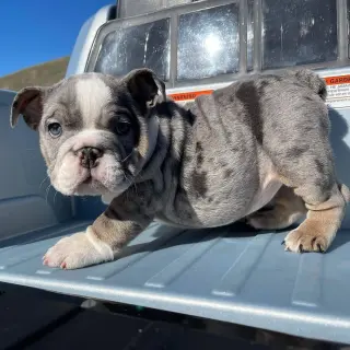 Adorable cachorro de bulldog inglés Blue Merle en adopción.