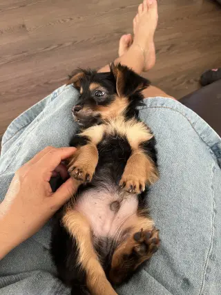 Perro Pequeño Adorable en Adopción