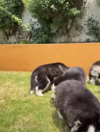 Husky puppies