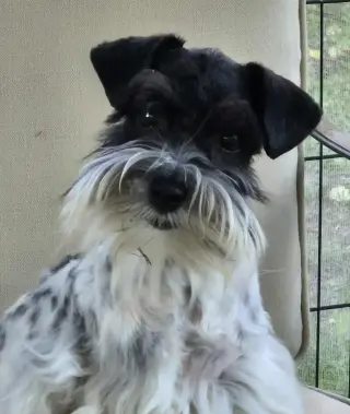 SCHNAUZER PATICOAT FLUFFIES