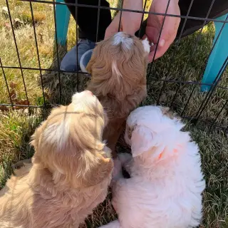 Goldendoodle F1B