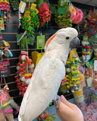 Coockatoo Available For Adoption