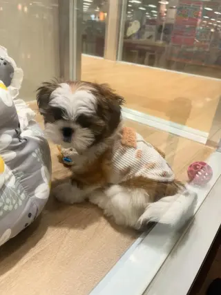 Perrito Adorable con Juguetes en Venta