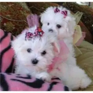Adorable Maltese Puppies for Sale