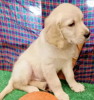 Golden Retriever Macho 6352 *En Venta*