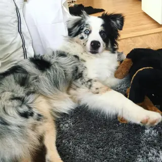 Australian Shepherd Looking for a Loving Home