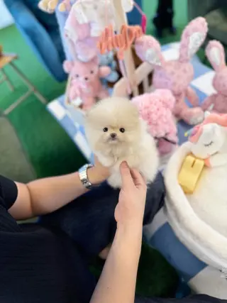 Pomeranian puppies for adoption