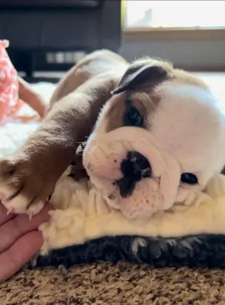 Adorable Cachorro Bulldog Inglés en Venta
