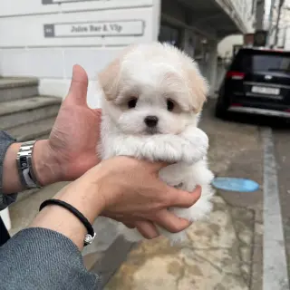 Adorables Cachorros en Venta