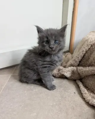 4 gatitos Maine Coon con pedigrí TICA