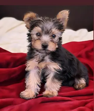 Male and Female Teacup Yorkie Puppies