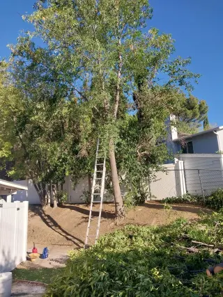 E&T Lawn Maintenance and Tree Trimming