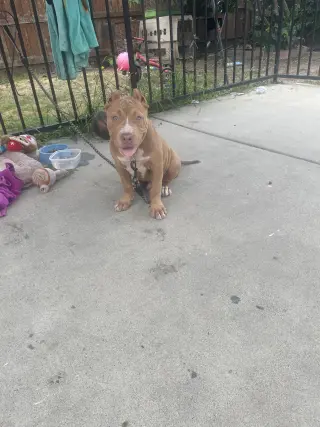 Pitbull Amistoso