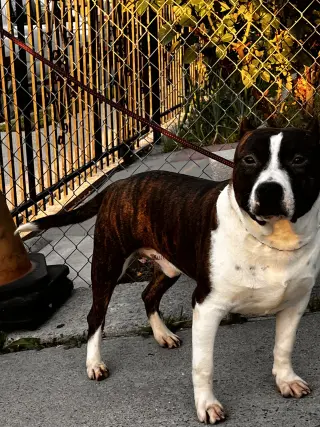 Amigables Pit Bulls Americanos en Adopción