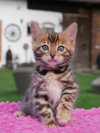 purebred Bengal Kittens