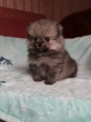 Adorable Cachorro Pomerania en Venta